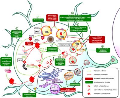 The Neuroprotective Role of Protein Quality Control in Halting the Development of Alpha-Synuclein Pathology